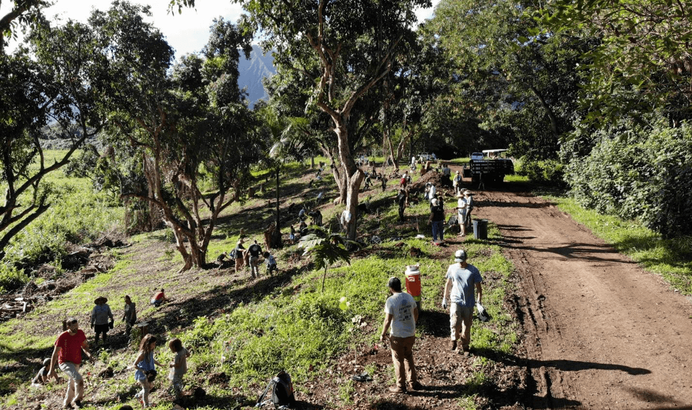 Community workday at Puʻulani, Kāko’o ʻŌiwi on February 12, 2019 (photo by Sarah Weibe).