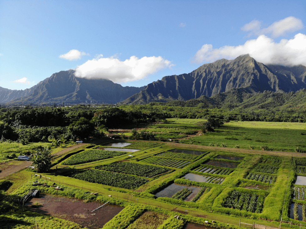 Kākoʻo ‘Ōiwi loʻi and road to Puʻulani (photo by Sarah Wiebe).