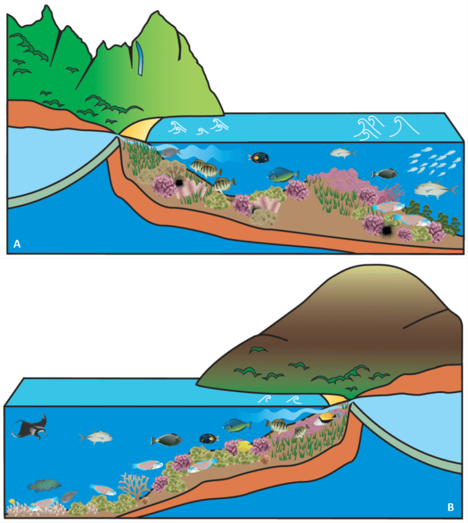 Illustrations of the coral reefs