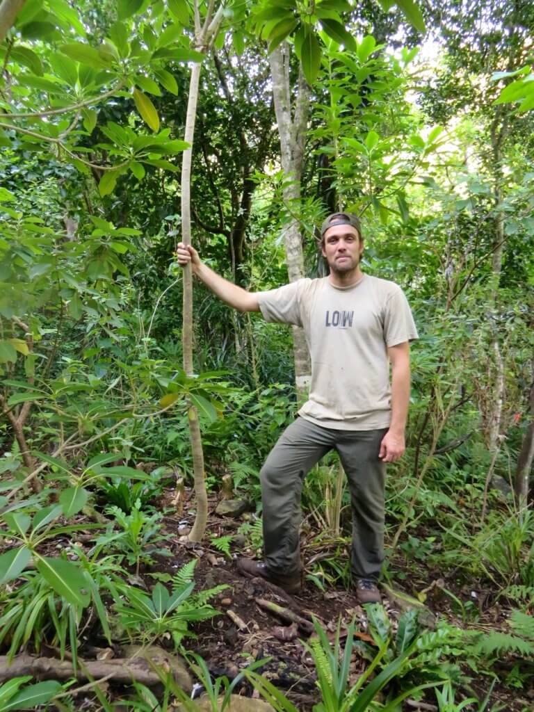 Limahuli restoration area