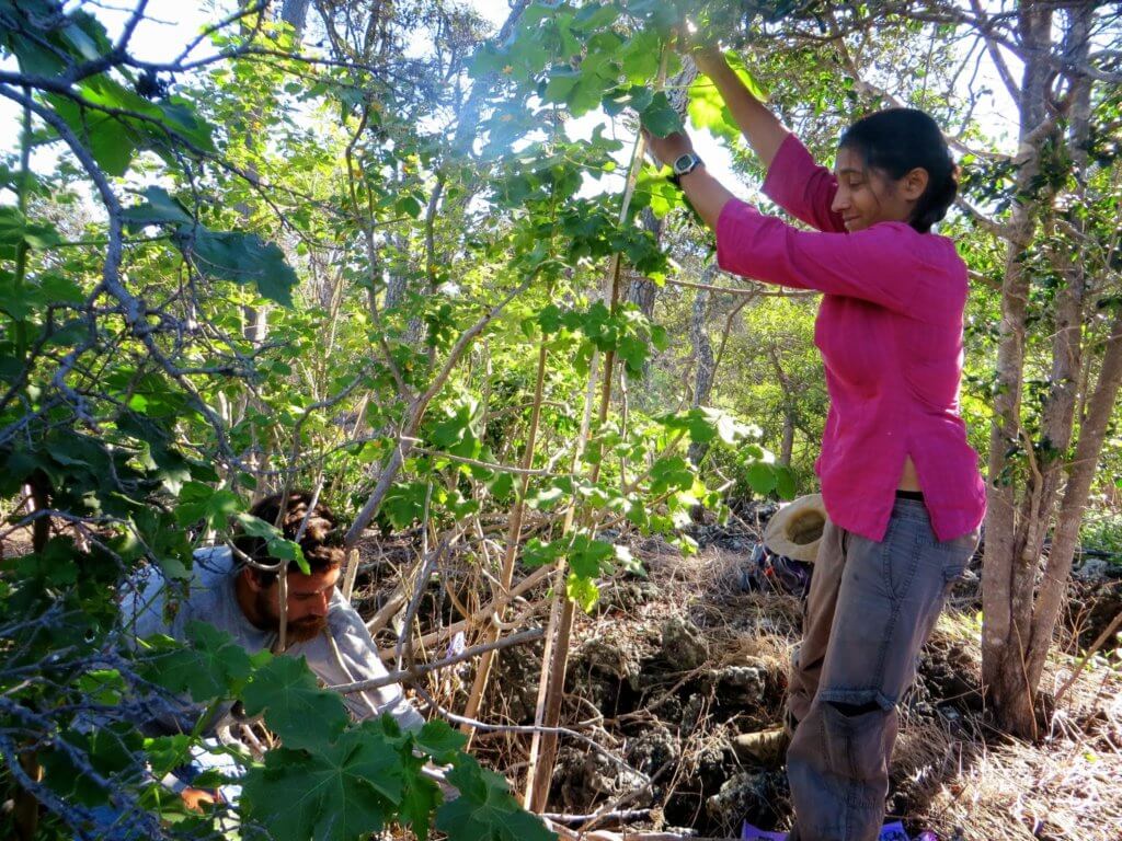 Measuring keiki recruits in the stewarded dry forest