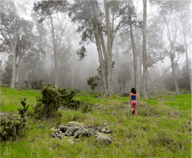 Pasture bordering forest in high elevation areas in Kaʻūpūlehu