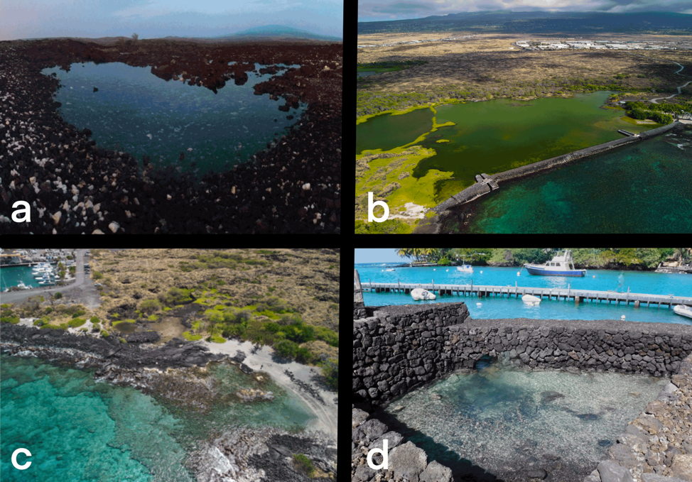 Figure 1: (a) A loko wai kai (anchialine pool) on the Kona coast. (b) Kaloko Loko iʻa within Kaloko Honōkohau National Historical Park. (c) Muliwai, brackish water occurs in the nearshore submarine groundwater discharge (SGD) influenced reef at Alula Bay. (d) Kuhalalua spring, birthplace of Kauikeaouli, Kamehameha III. Photo a by Veronica Gibson. Photos b and c by Duke Malczon, photo d by Rebecca Miller.