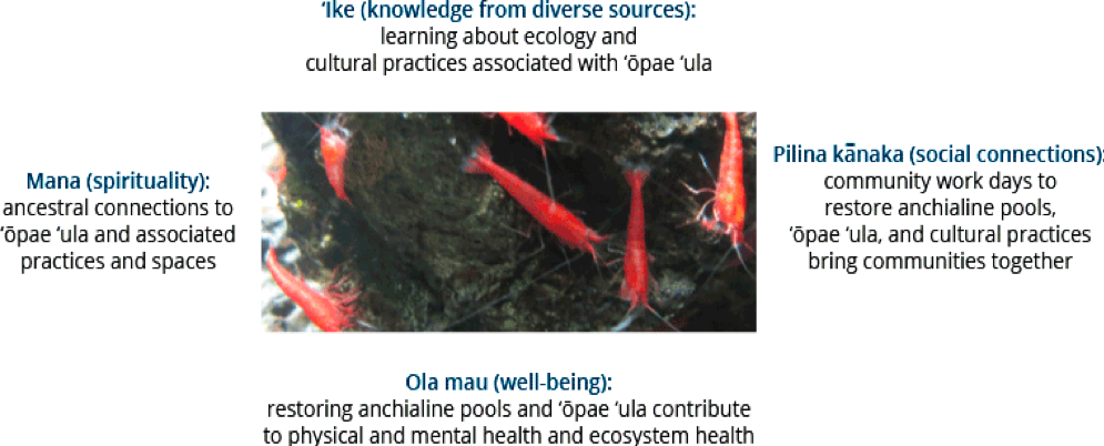 Figure 3: Biocultural values of ʻŌpae ʻula using a cultural ecosystem services framework